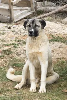 Kangal Çoban Köpeği