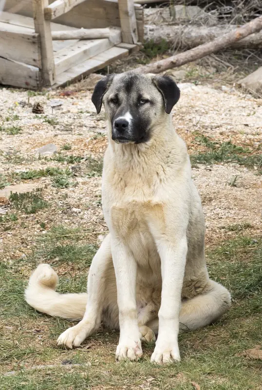 Kangal Çoban Köpeği