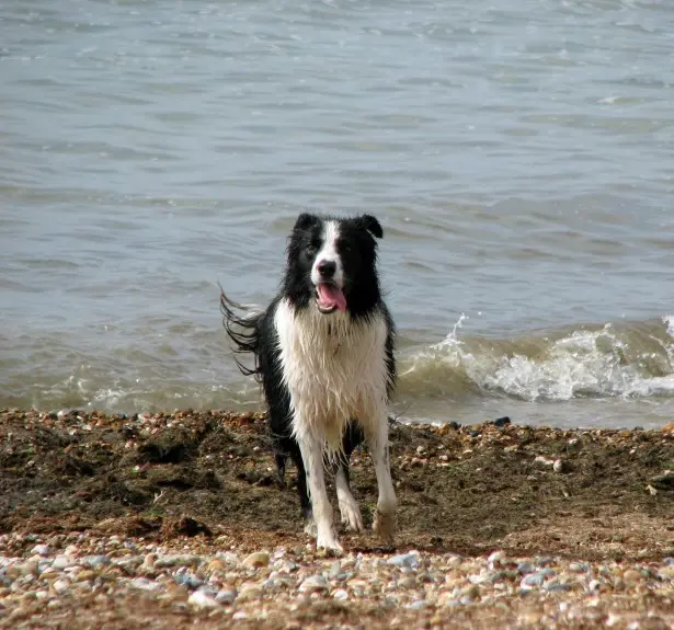 Border Collie
