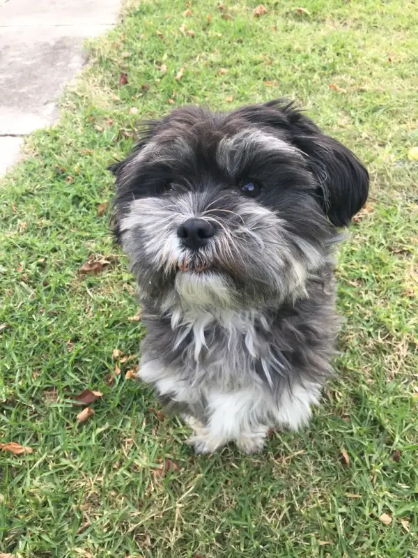 Shih Tzu
