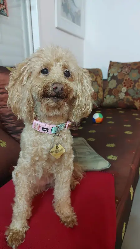 Poodle