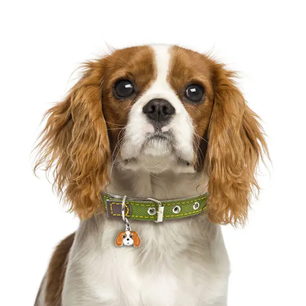 Cavalier King Charles Spanyeli