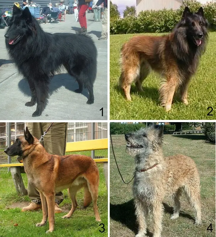 Belçika Malinois Çoban Köpeği