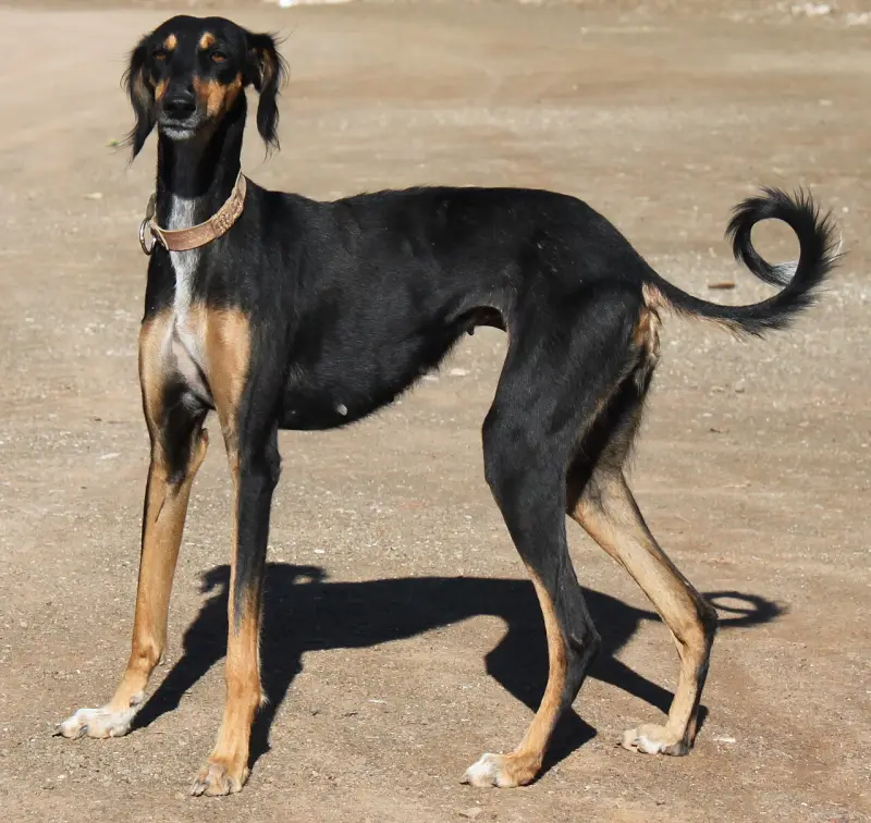 Saluki