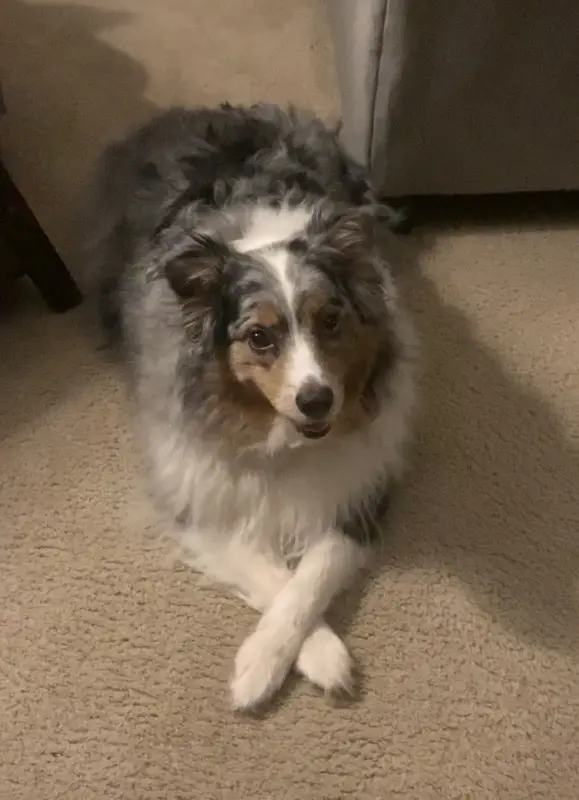 Avustralya Çoban Köpeği