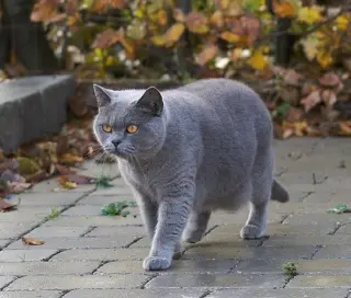Boncuk