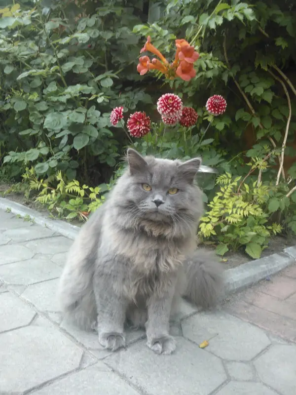 Scottish Fold