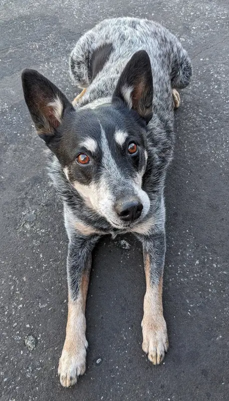 Avustralya Sığır Köpeği