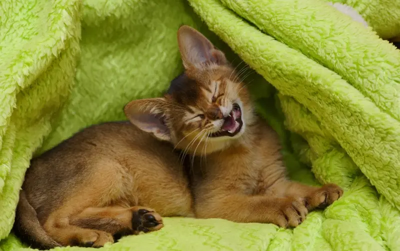 Abyssinian