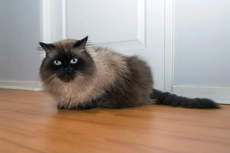 Himalaya Kedisi