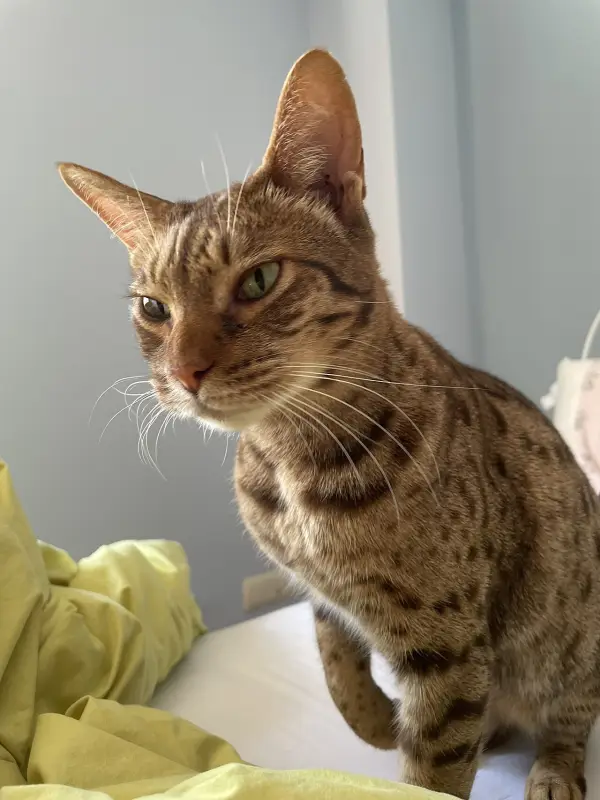 Ocicat