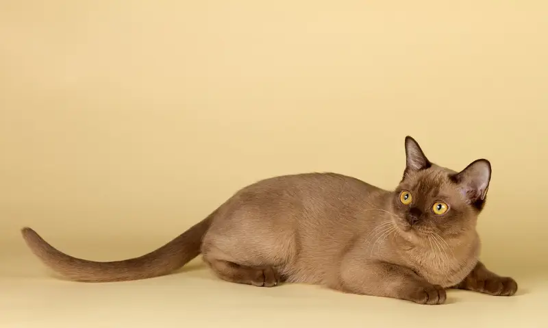 Burma Kedisi