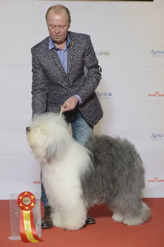 Bobtail