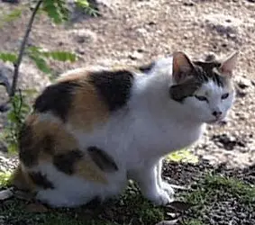 Japon Bobtail