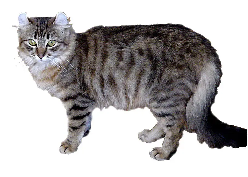 Amerikan Curl