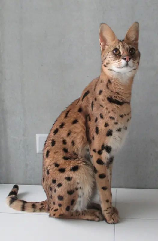 Savana Kedisi