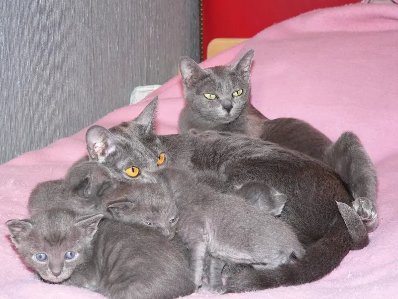 Korat