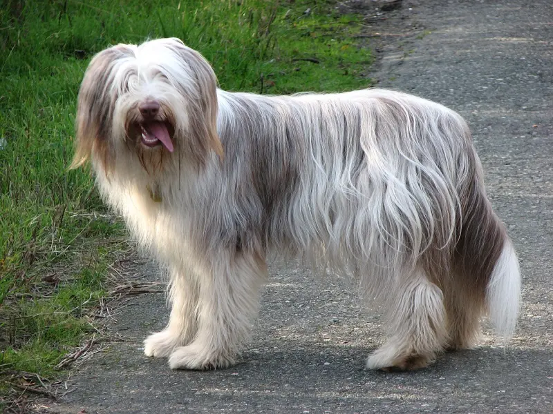 Sakallı Collie