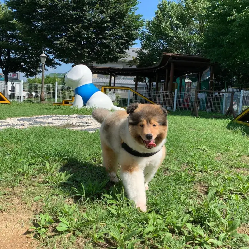 Shetland Çoban Köpeği