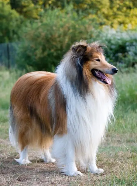 Uzun Tüylü Collie