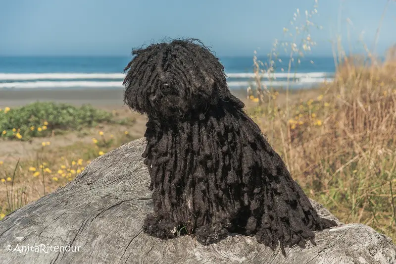 Puli