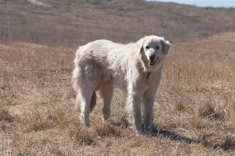 Akbaş Çoban Köpeği
