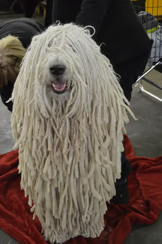Komondor