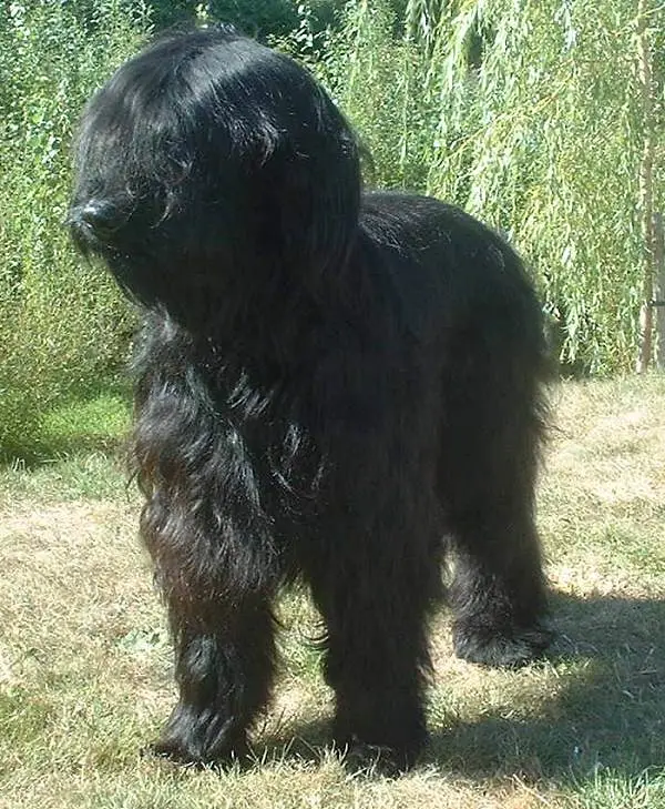 Briard