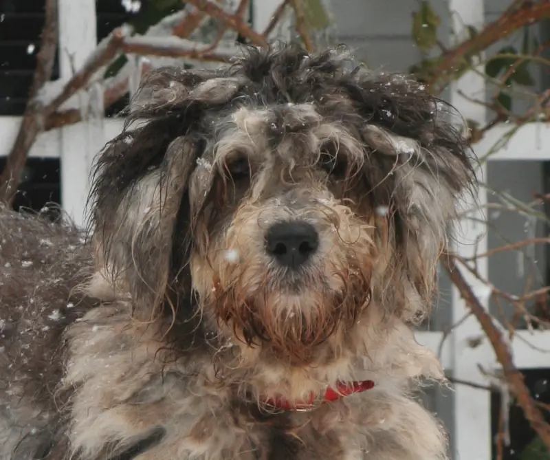 Bergamasco Çoban Köpeği