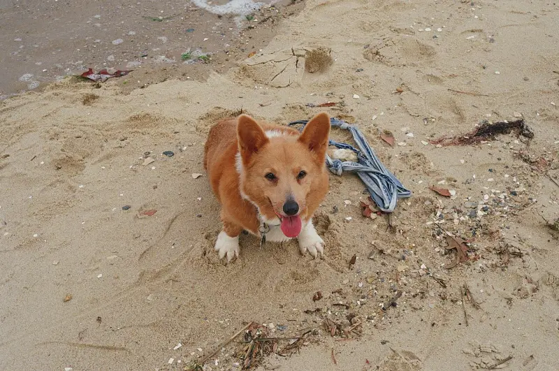 Galler Corgisi (Pembroke)