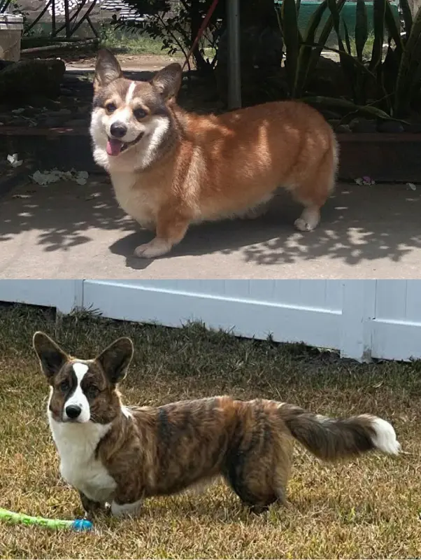Galler Corgisi (Cardigan)