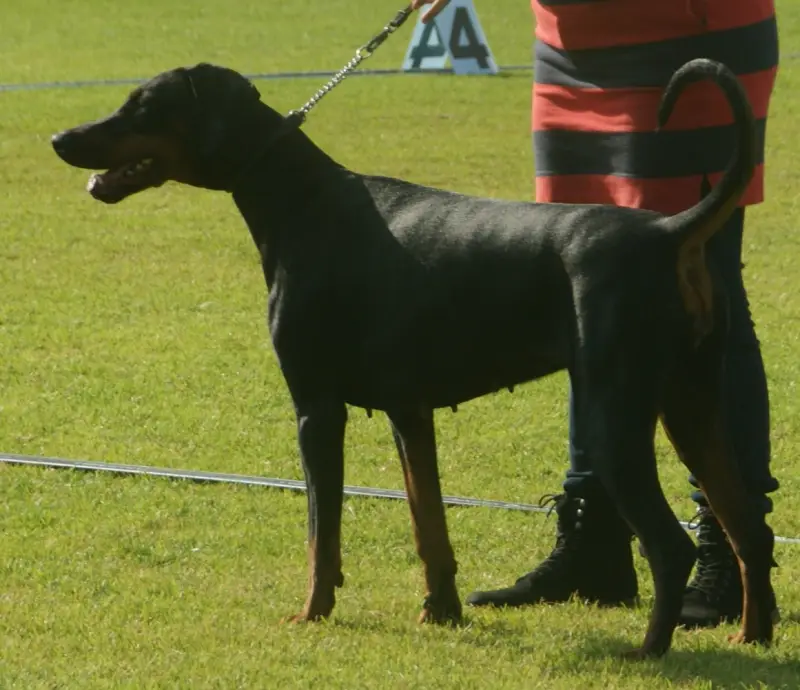 Doberman