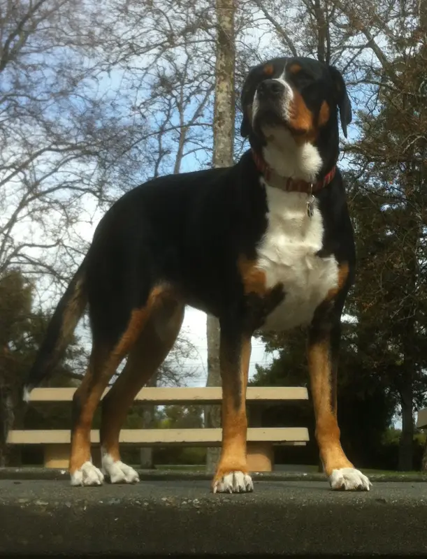 Büyük İsviçre Sığırtmaç Köpeği