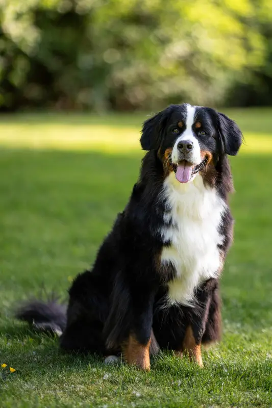 Bernese Sennenhund