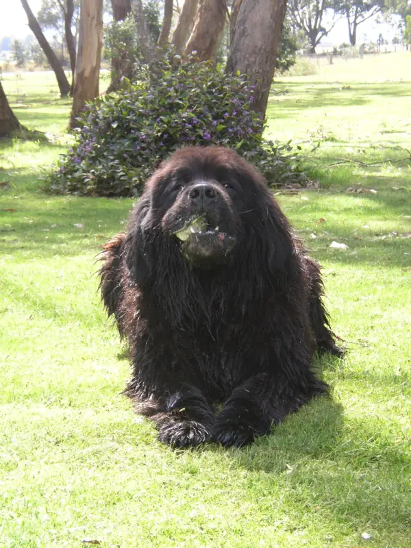 Yeni Fundland Köpeği