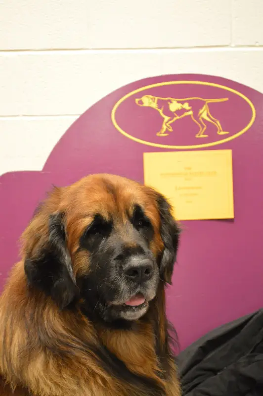 Leonberger