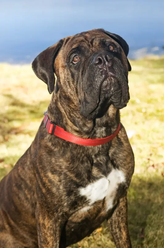 Bullmastiff