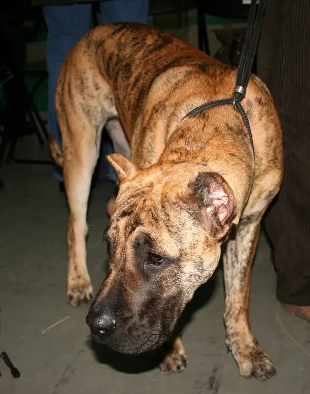 Presa Canario