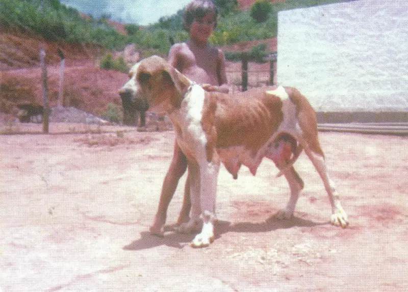Fila Brasileiro