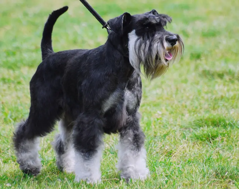 Minyatür Schnauzer