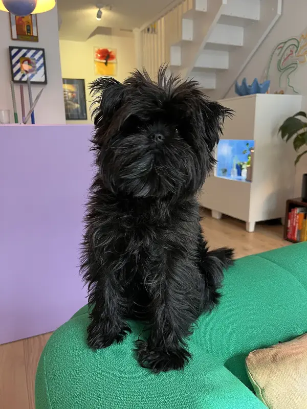 Affenpinscher