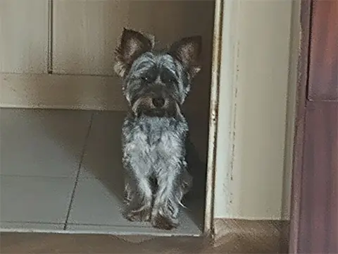 Yorkshire Terrier