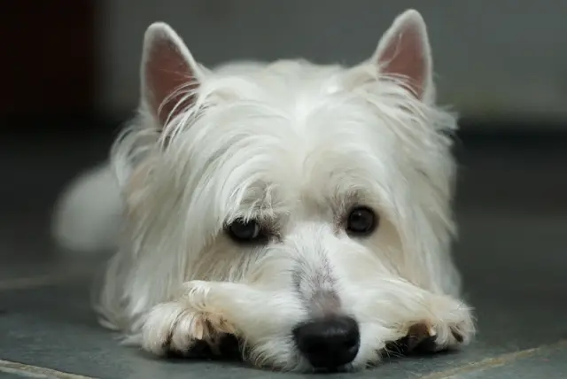 West Highland White Terrier