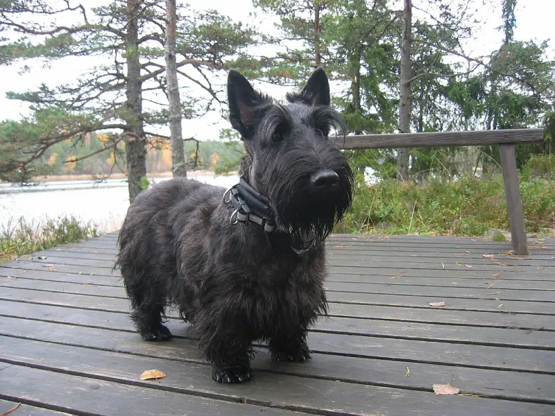 İskoç Terrier