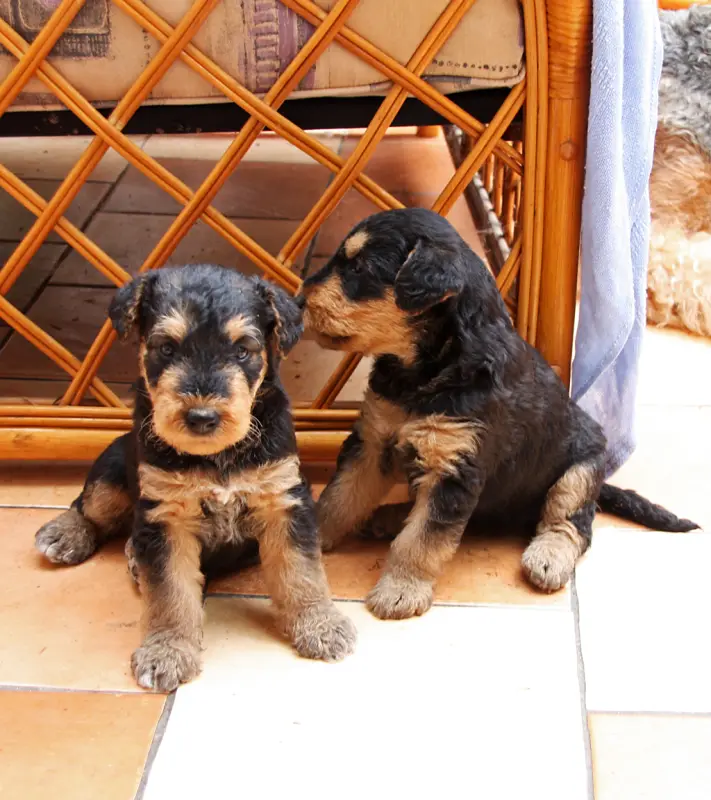 Airedale Terrier