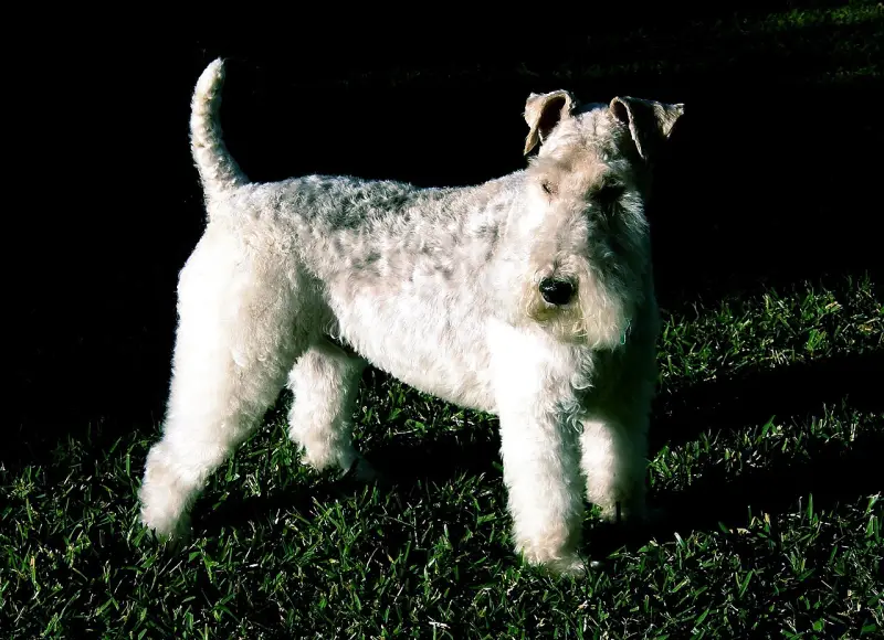 Tel Tüylü Fox Terrier