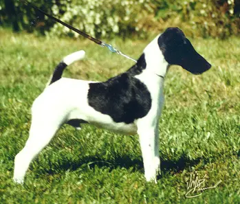 Düz Tüylü Fox Terrier