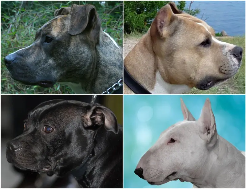 Bull Terrier