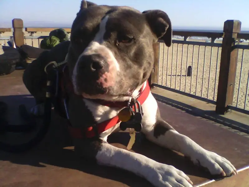 Staffordshire Bull Terrier