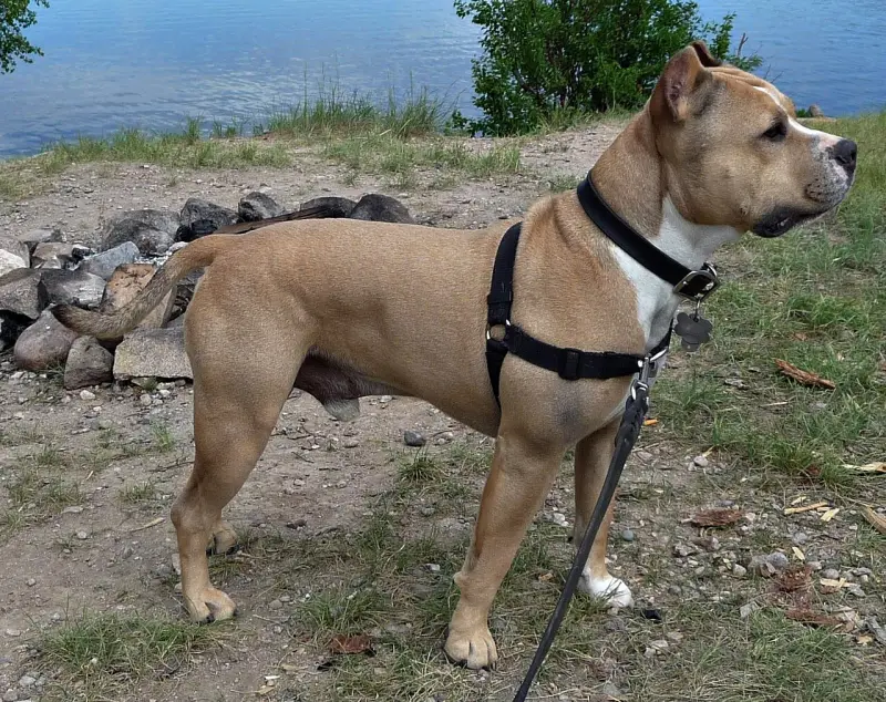 Amerikan Staffordshire Terrier